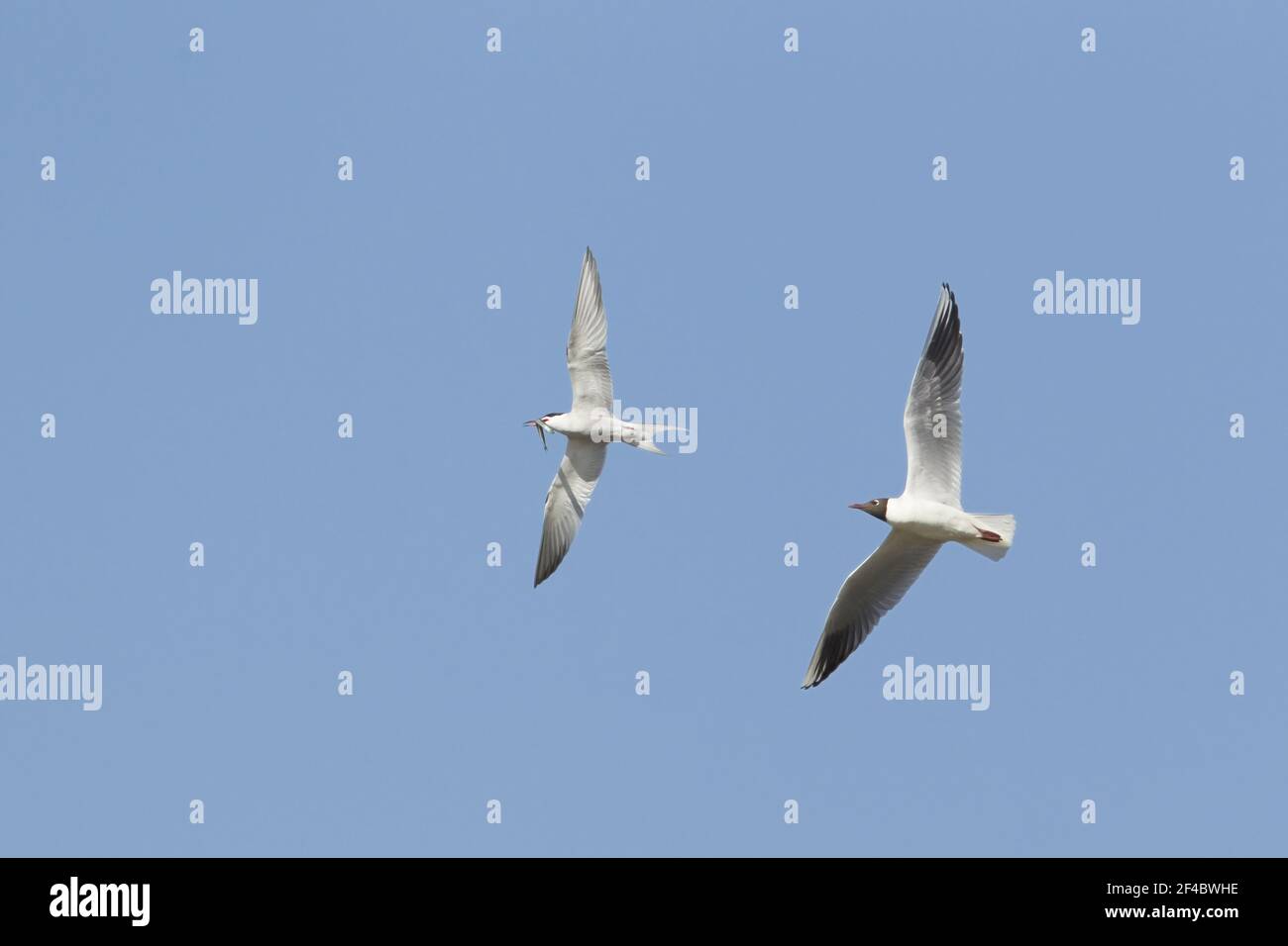 Finally, the RSPB have decided to use this case to advocate for stronger wildlife protections or stricter enforcement in collaboration with environmental agencies, aiming to prevent future incidents…